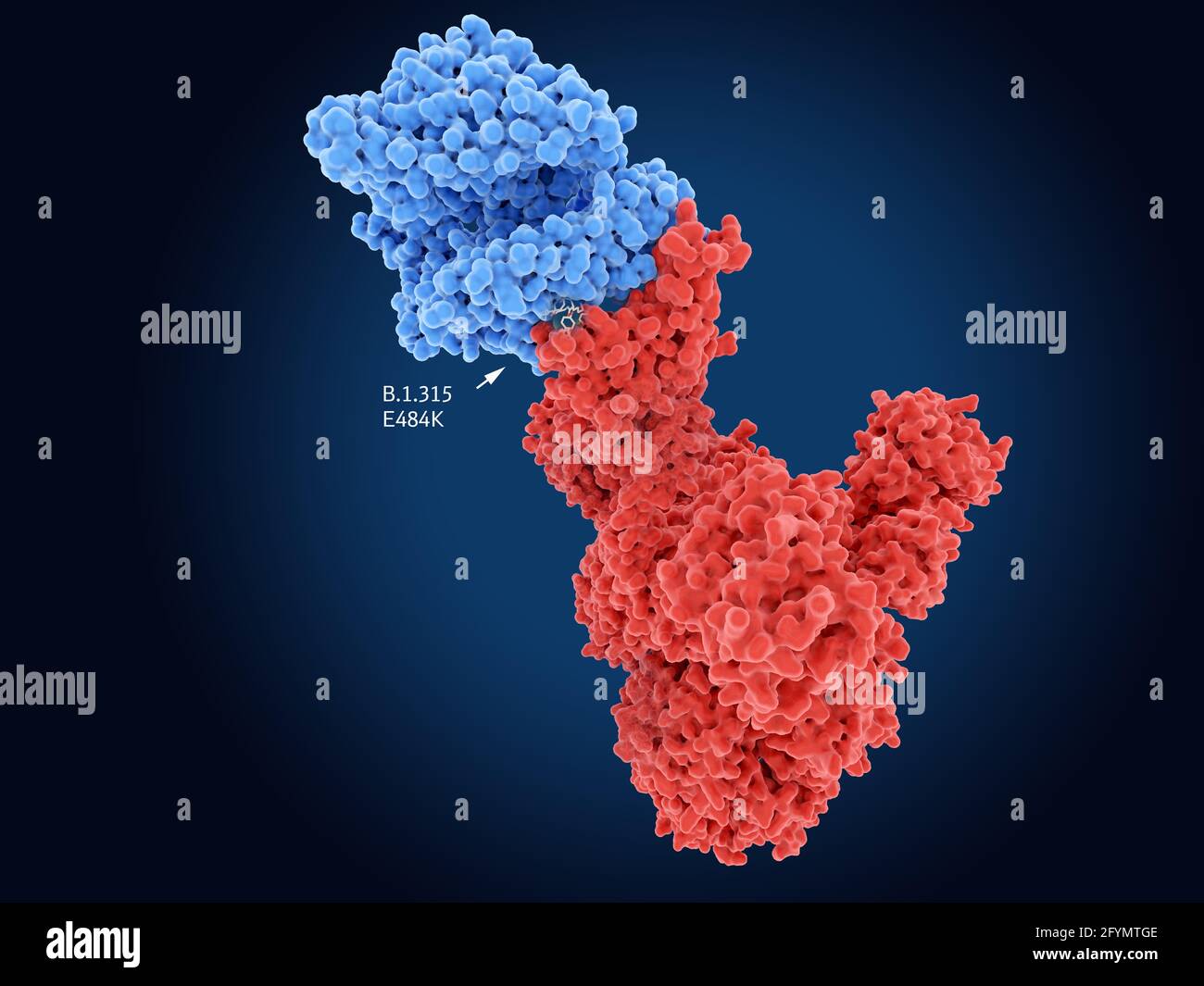 B.1.531 coronavirus variant spike protein, illustration Stock Photo