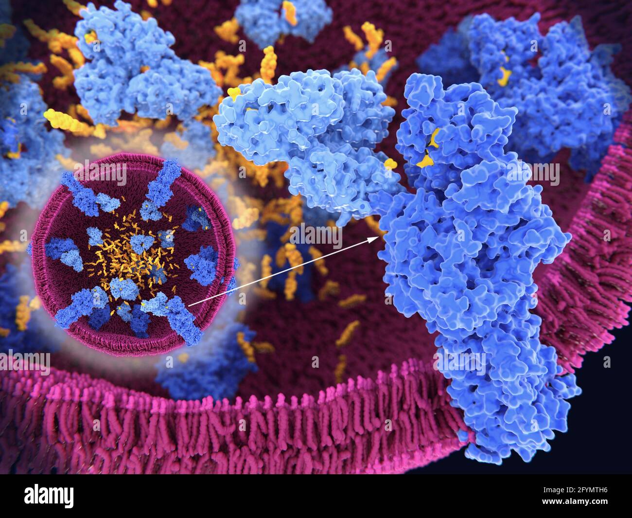 Cholesterol processing in lysosome, illustration Stock Photo