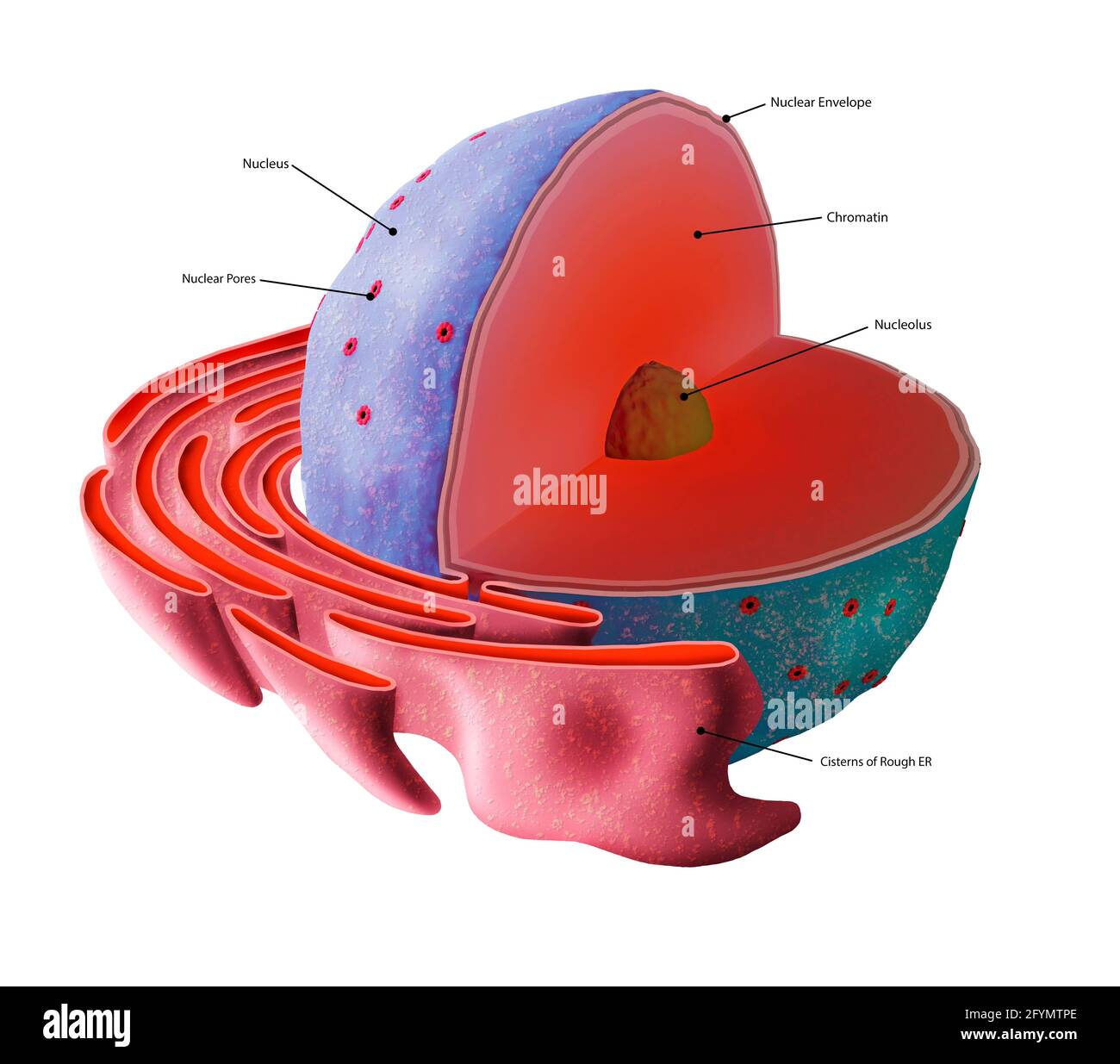 Cell nucleus structure, illustration Stock Photo