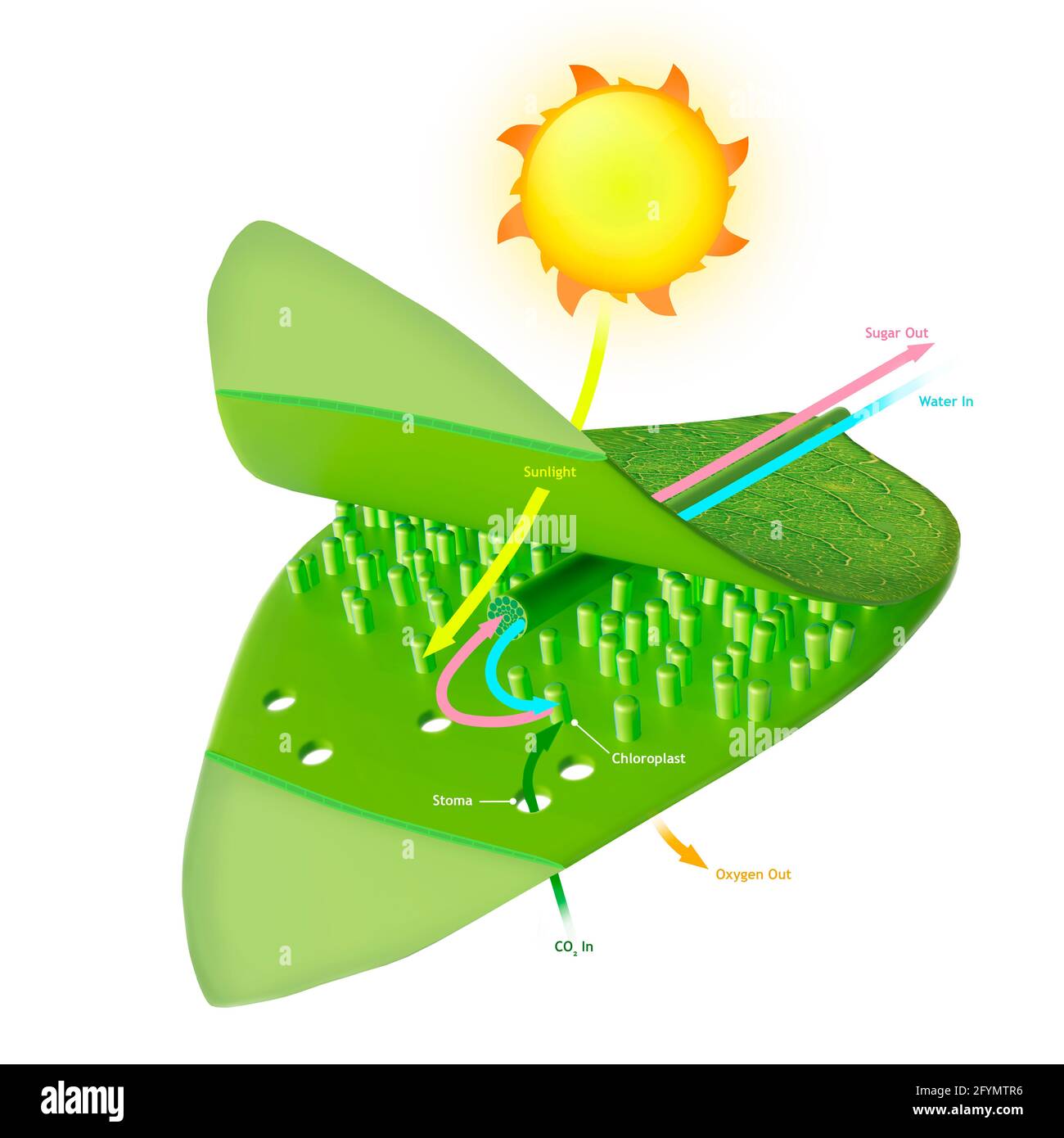 Photosynthesis, Illustration Stock Photo - Alamy