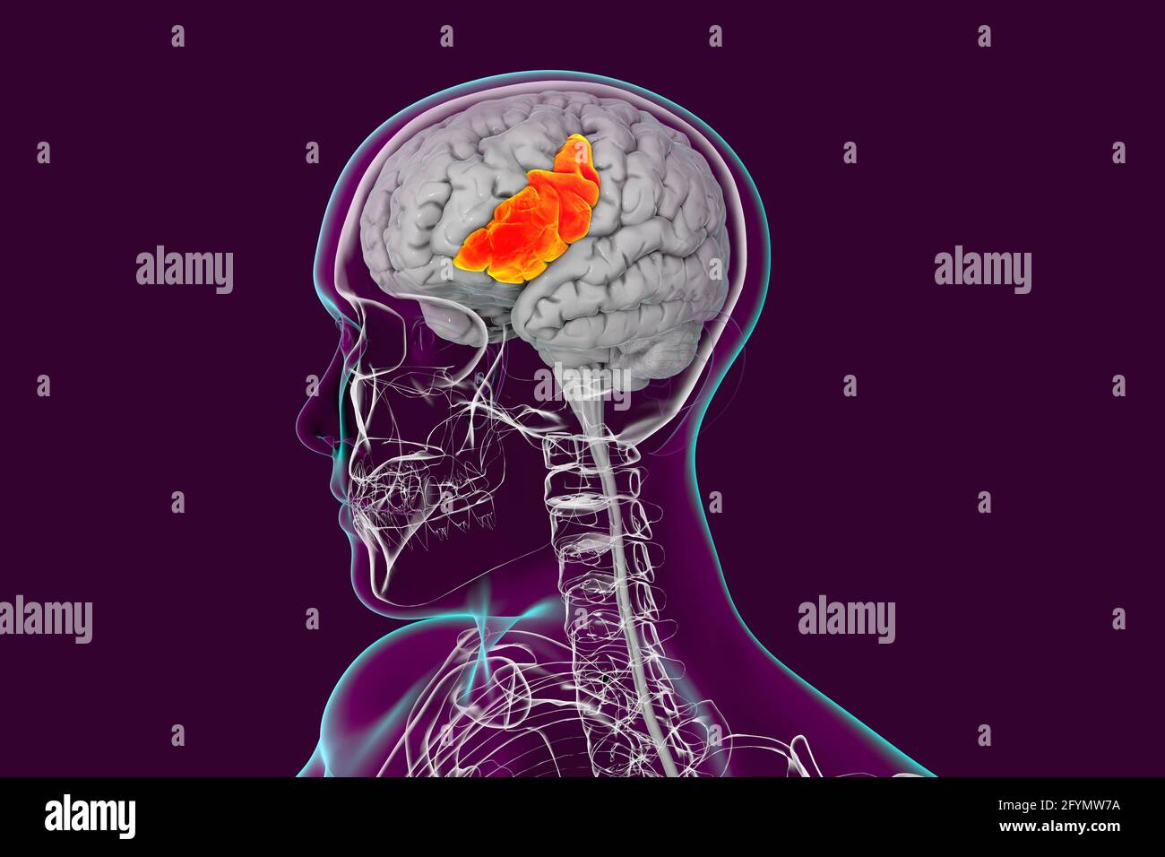 Brain with highlighted inferior frontal gyrus, illustration Stock Photo