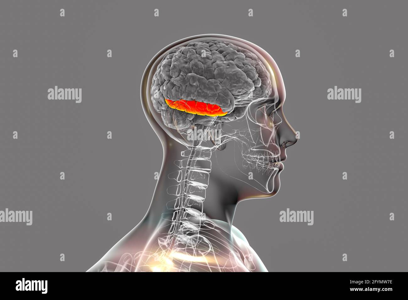 Brain with highlighted inferior temporal gyrus, illustration Stock