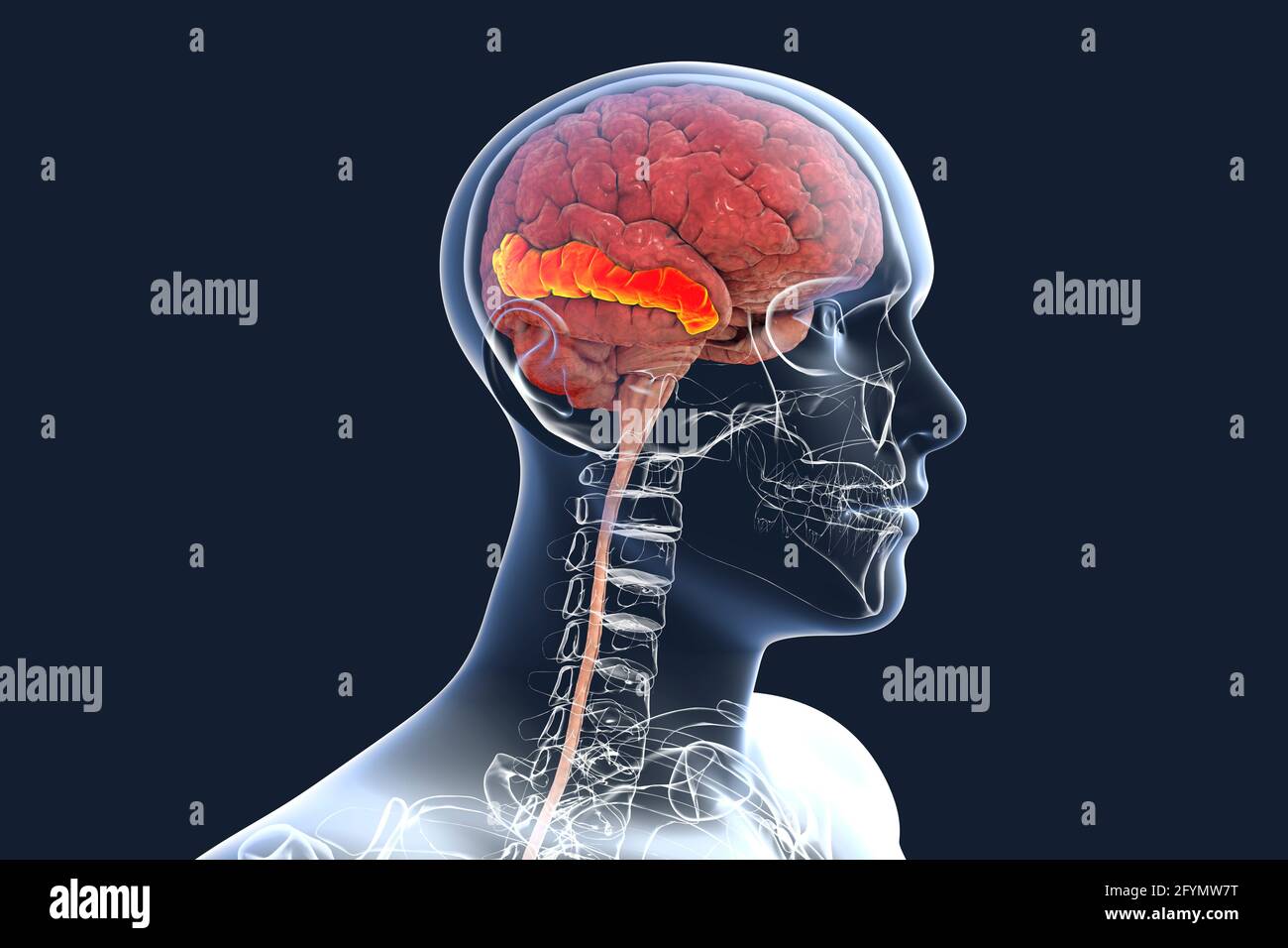 Brain with highlighted middle temporal gyrus, illustration Stock Photo