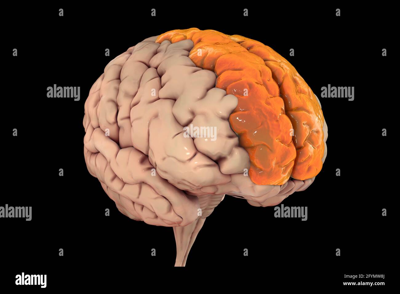 Brain with highlighted superior frontal gyri, illustration Stock Photo