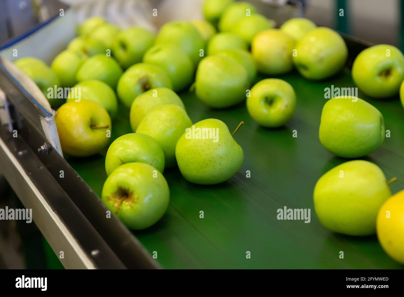 https://c8.alamy.com/comp/2FYMWED/view-of-ripe-juicy-apples-on-conveyor-belt-of-sorting-production-line-at-the-apple-factory-2FYMWED.jpg