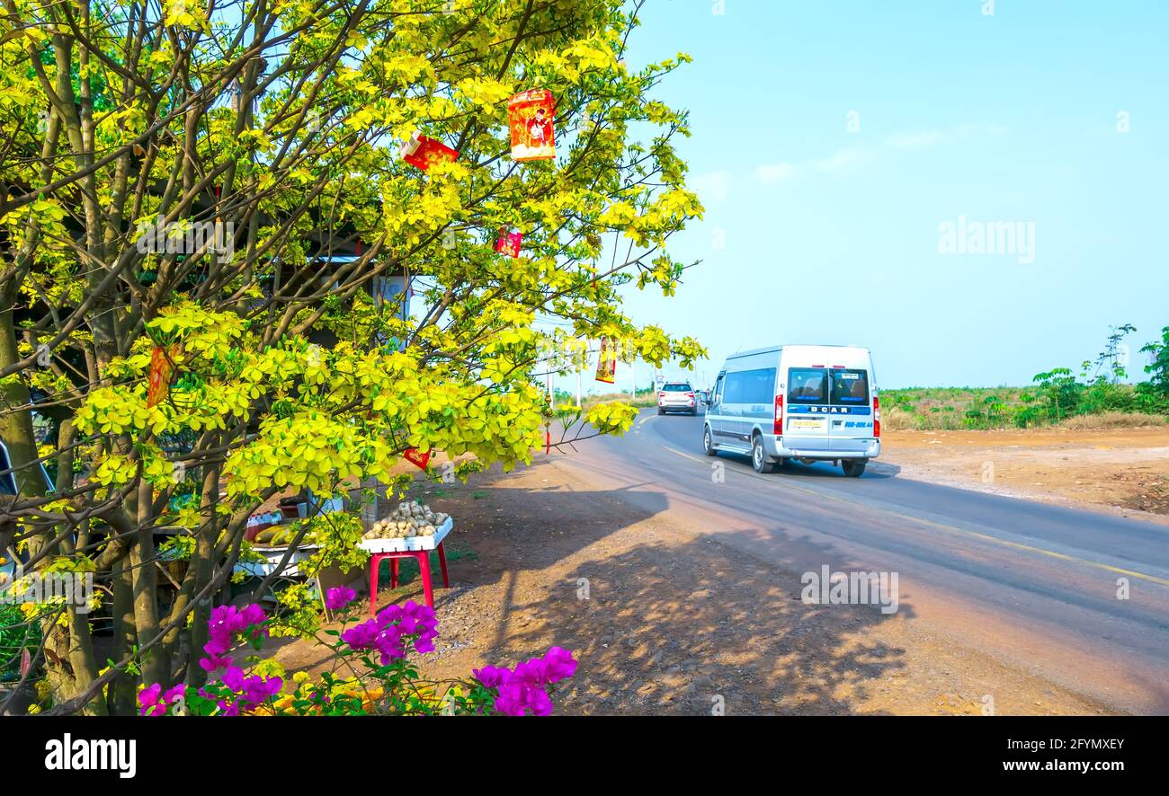 Roadside apricot trees bloom brightly on a lunar spring morning with a traffic background in the suburbs of Dong Nai, Vietnam Stock Photo