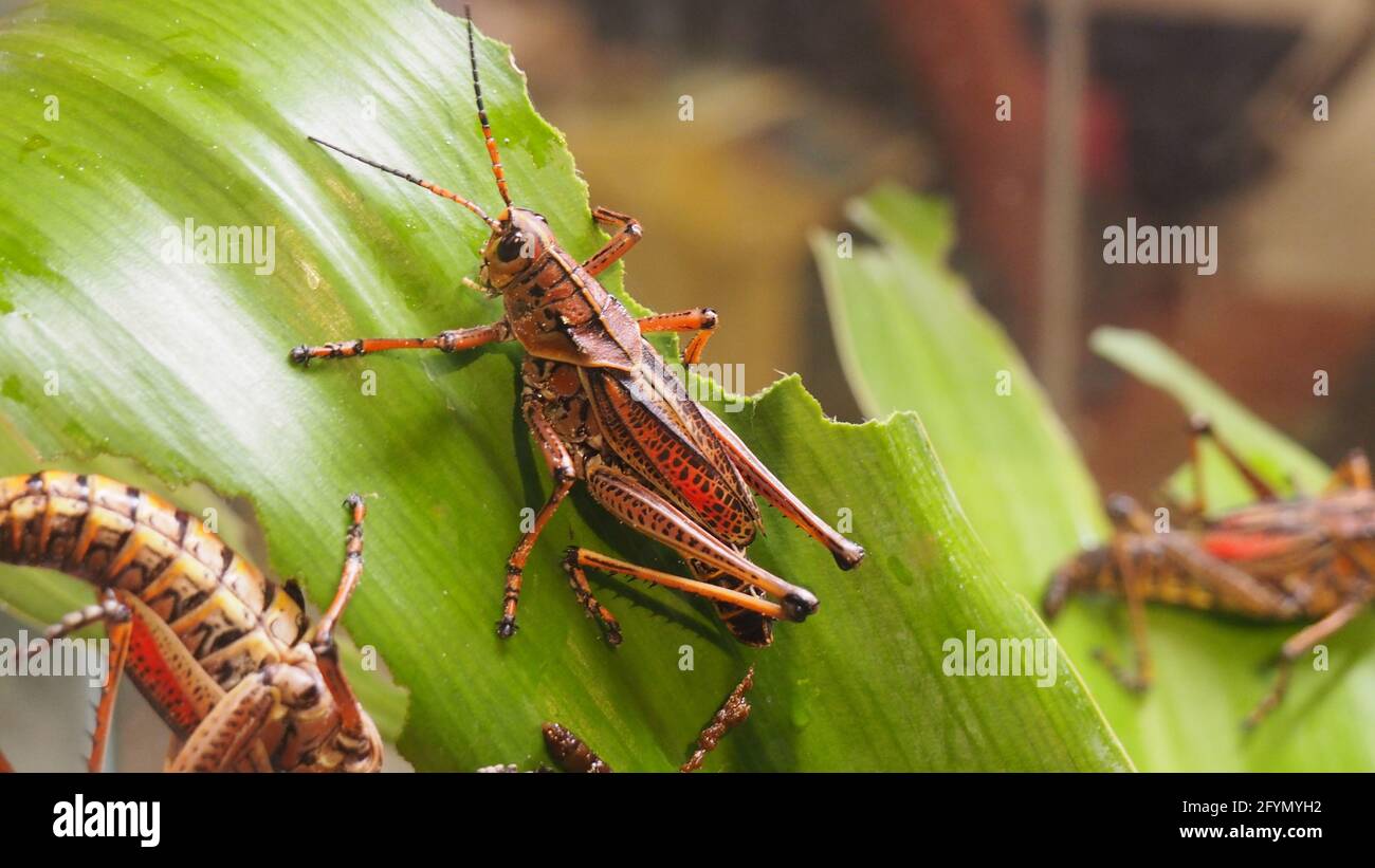 Closeup of an eastern lubber grasshopper on a green leaf Stock Photo
