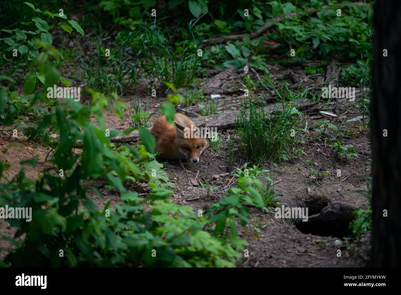 Full length portrait of a red fox male posing in natural environment. The beautiful forest wild beast. Smart look of a dodgy vulpine. Eye to eye with Stock Photo