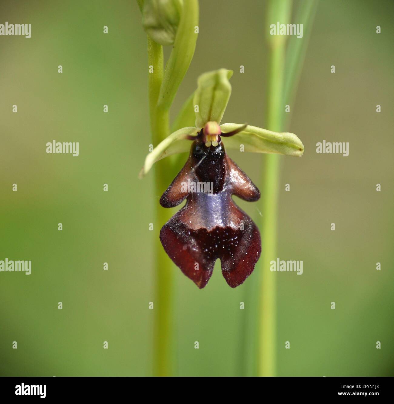 Fly orchid flower (Ophrys insectifera). Located on an old rural road next to bushes. Stock Photo