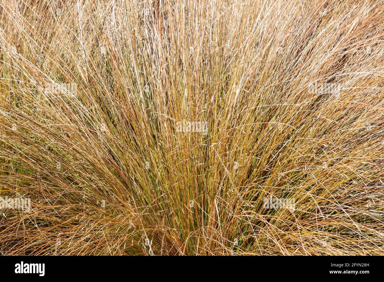 Chionochloa rubra an evergreen plant commonly known as red tussock grass Stock Photo