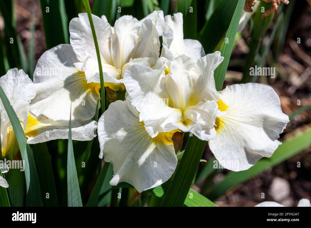 Iris sibirica 'Silver Queen' a summer flowering plant with a white summertime flower commonly known as Siberian flag, stock photo image Stock Photo