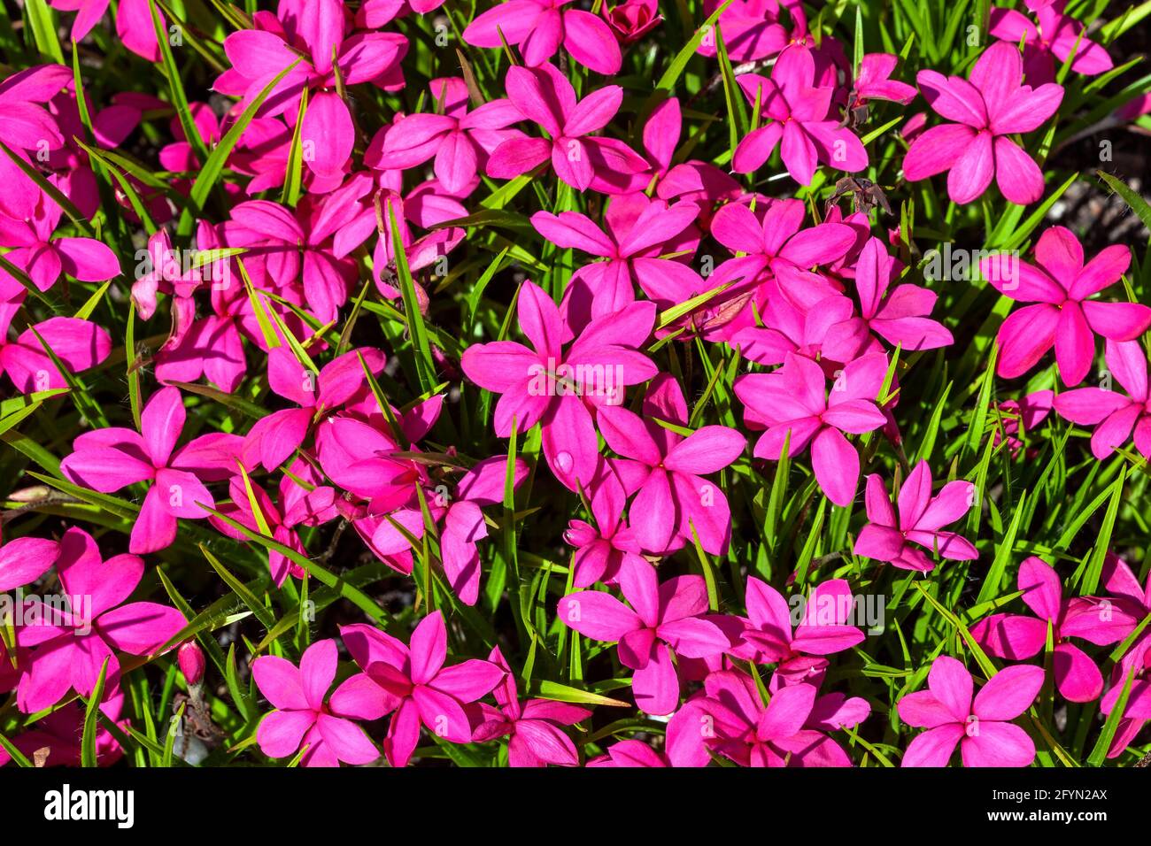Rhodohypoxis milloides 'Claret' a flowering bulbous plant with a pink red springtime flower commonly known as spring starflower, stock photo image Stock Photo
