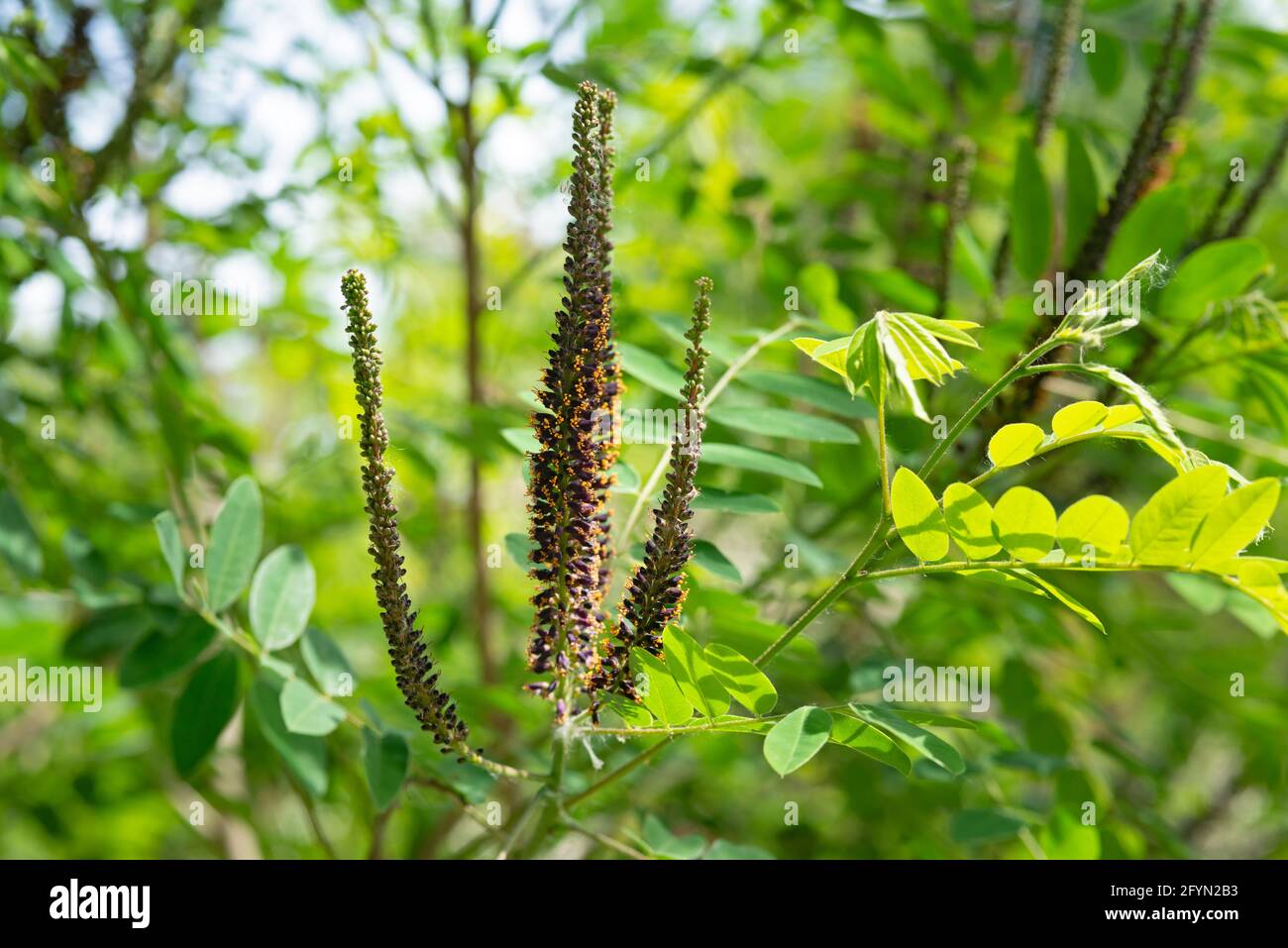 Desert False Indigo, Amorpha Fruticosa Blossom Stock Photo