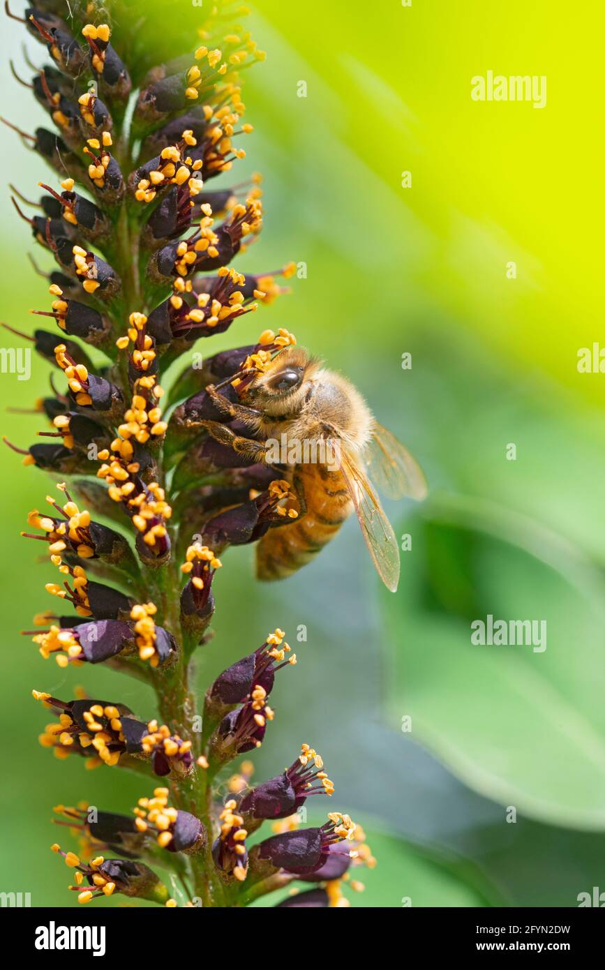 Bee Gathering Pollen on Desert False Indigo, Amorpha Fruticosa Blossom Stock Photo