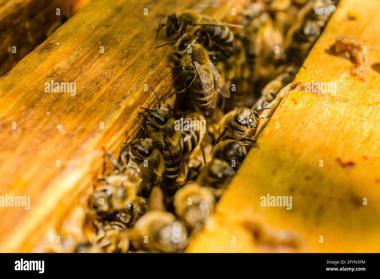 Many honey bees in a bee- hive are working. Stock Photo
