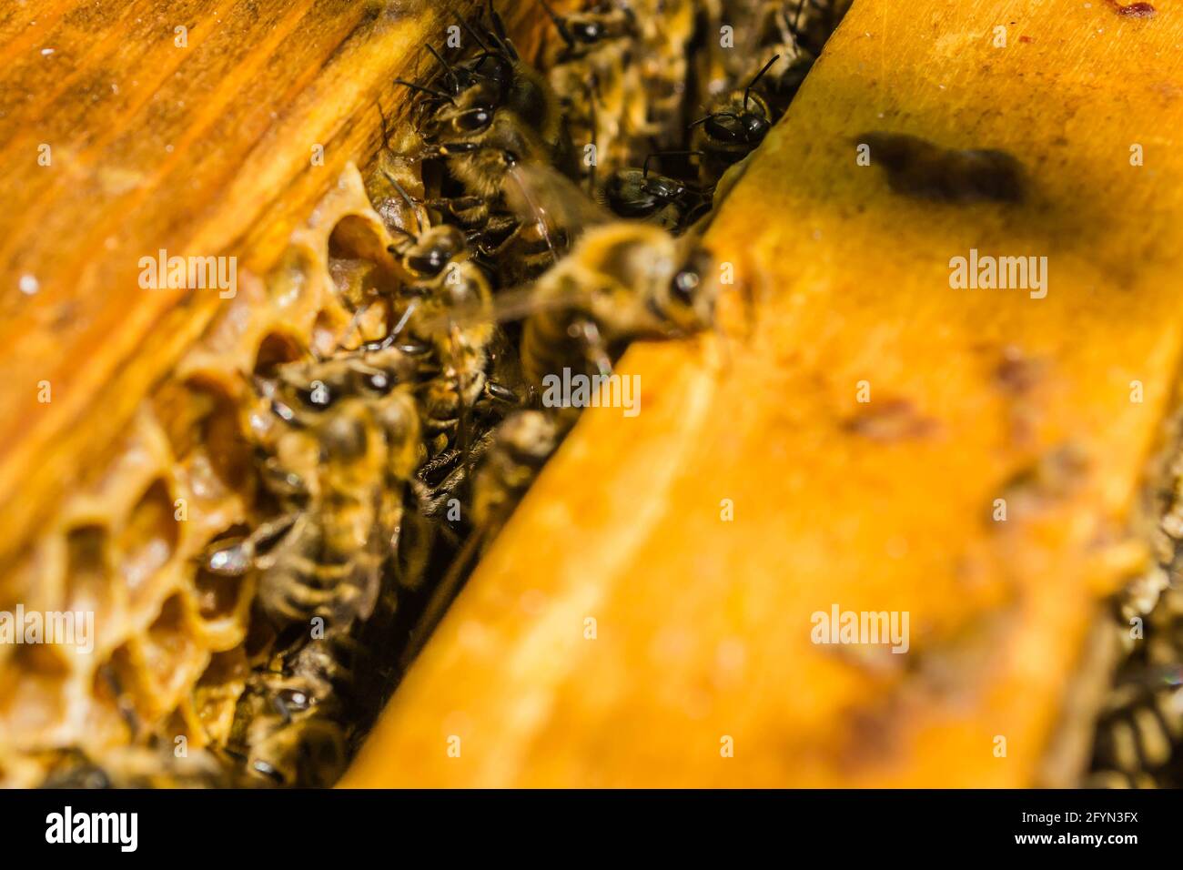 Many honey bees in a bee- hive are working. Stock Photo