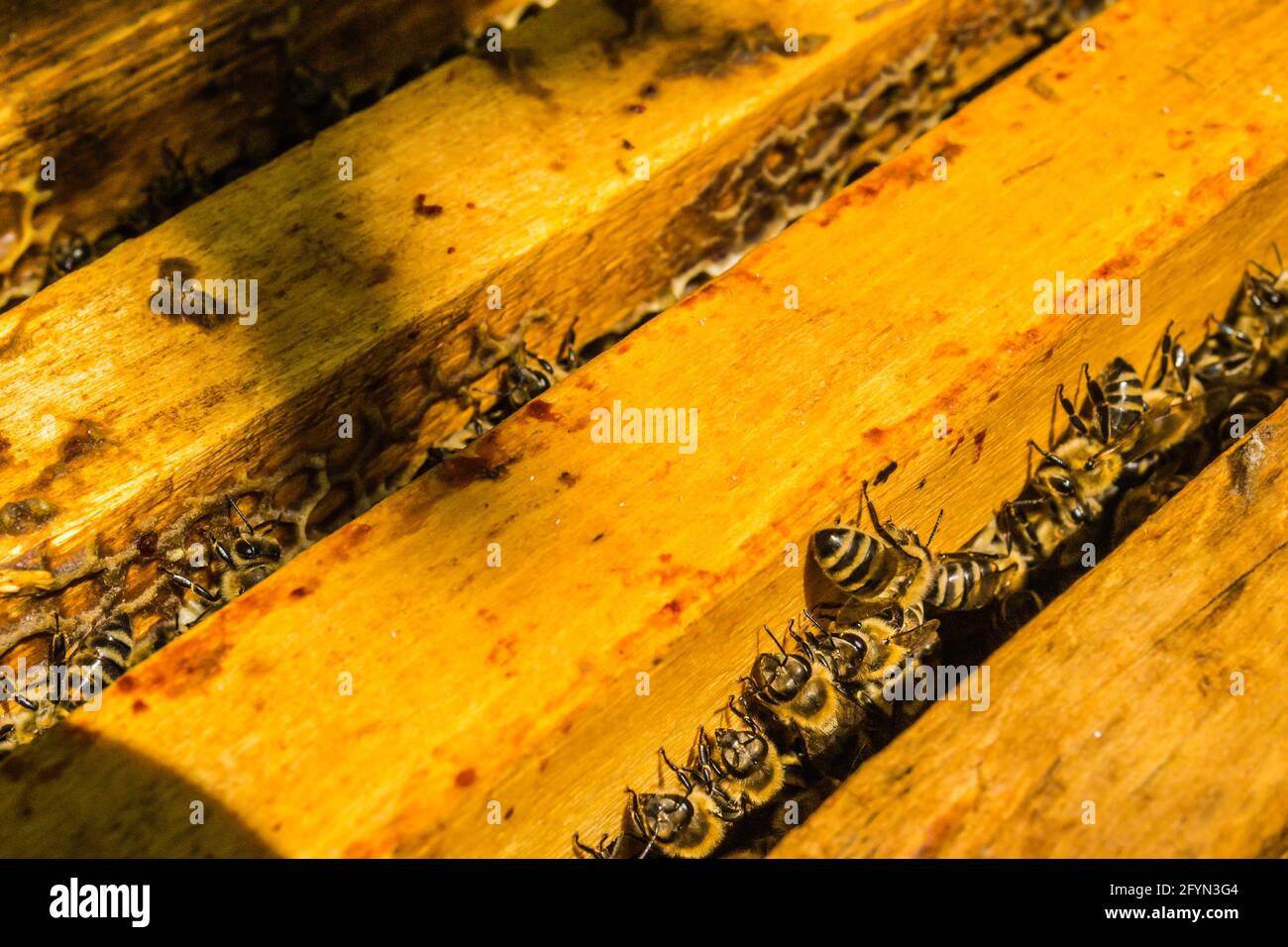 Many honey bees in a bee- hive are working. Stock Photo