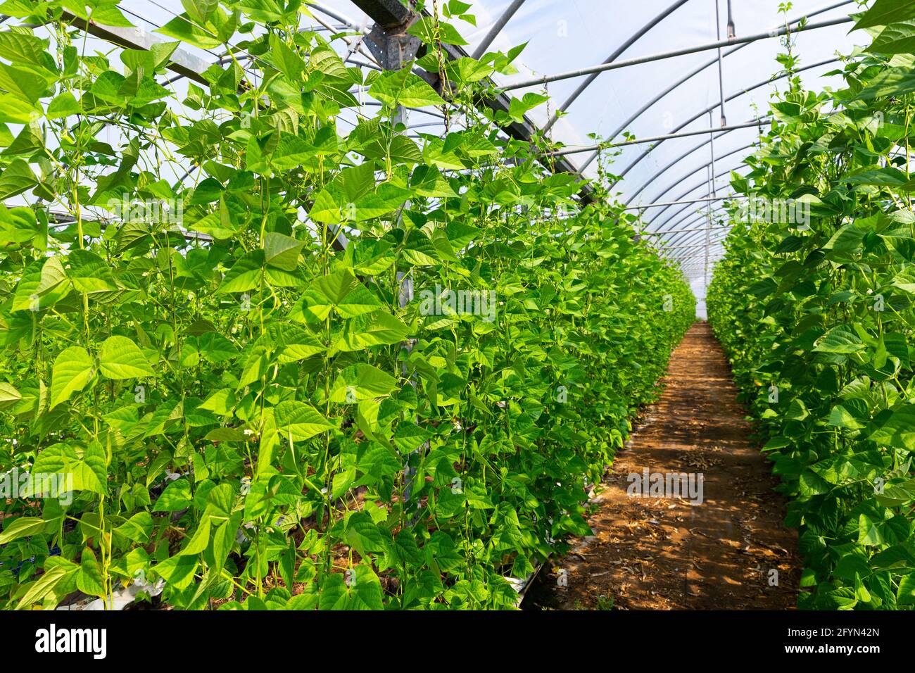Bean plants grow in rows in a greenhouse closeup Stock Photo - Alamy