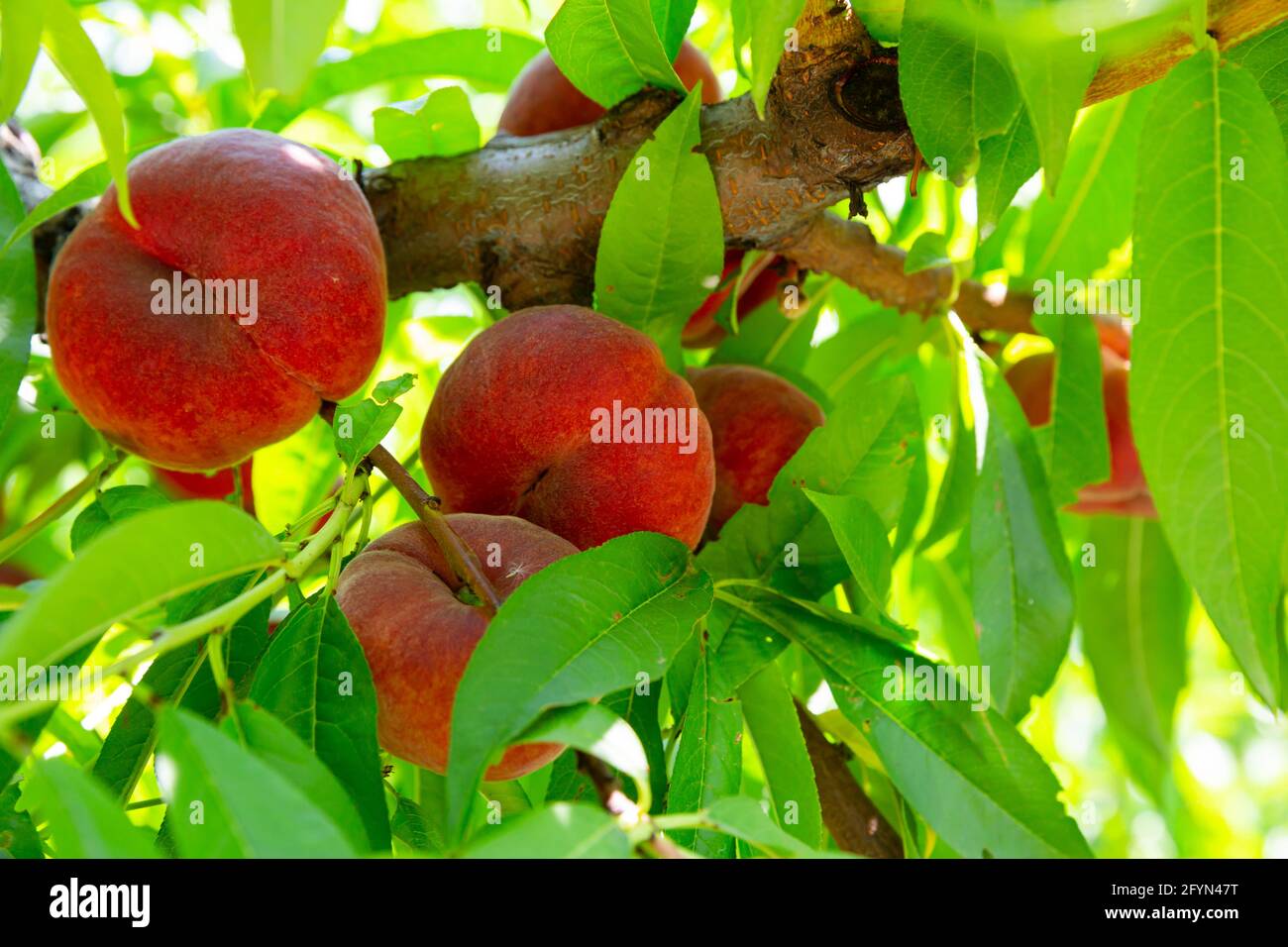 Saturn peaches growing hires stock photography and images Alamy