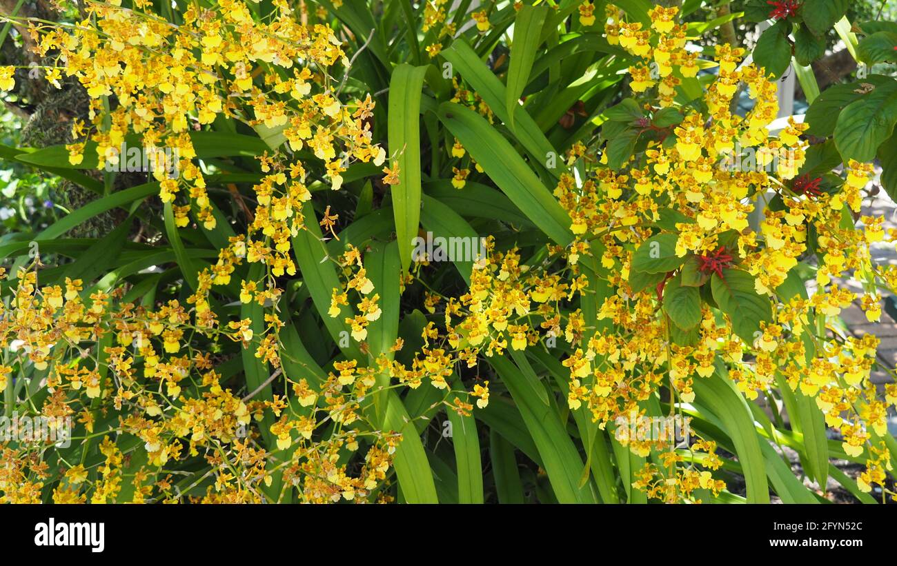 Shrub of blooming yellow orchid flowers (Oncidium sphacelatum) Stock Photo