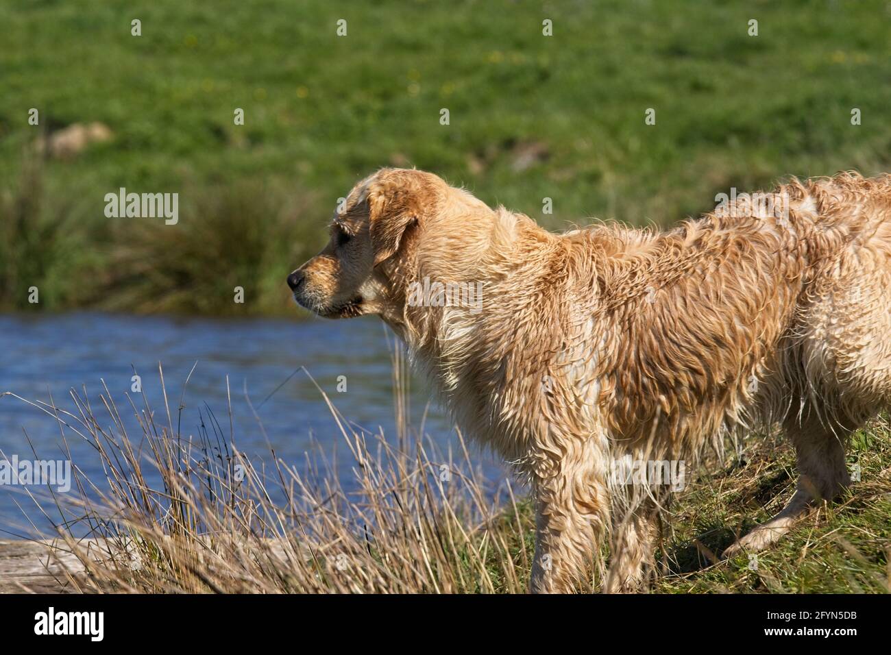 Golden Retriever dogs playing at a farm pond Stock Photo