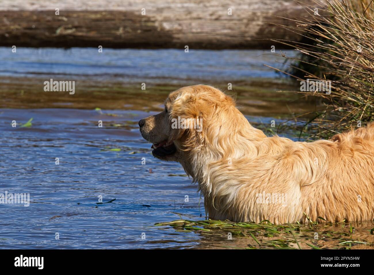 Golden Retriever dogs playing at a farm pond Stock Photo