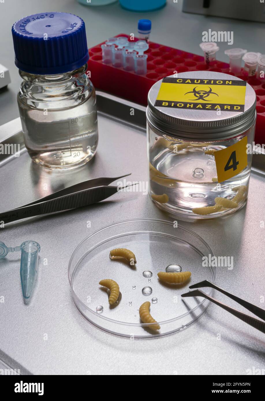 Analysis of larvae from corpse involved in murder in crime lab ...