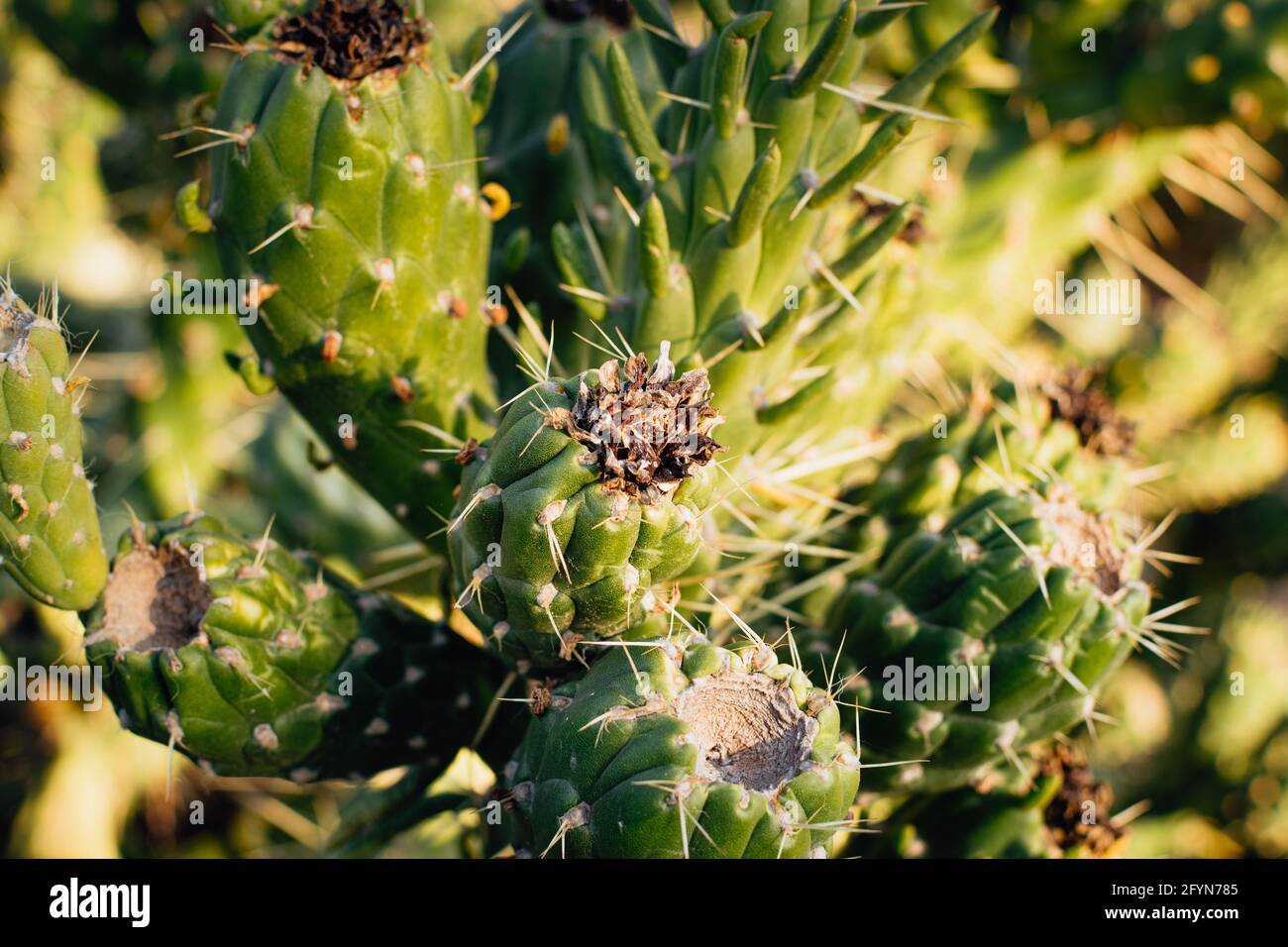 Close-up of a Cylindropuntia cactus, Chollas Stock Photo