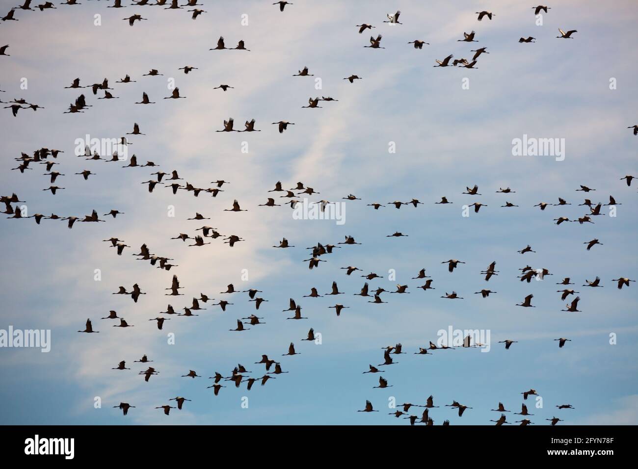 Spring Flocking Flock of cranes flying against cloudy sky, spring migration Stock Photo ...