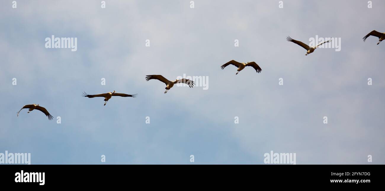 Large flock of cranes flying in blue spring sky. Bird migration time Stock Photo - Alamy Large flock of cranes flying in blue spring sky. Bird migration time Stock Photo - Alamy