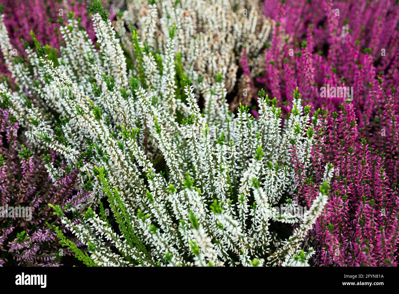 Richly blooming heather with white and mauve flowers grown in pots in greenhouse Stock Photo