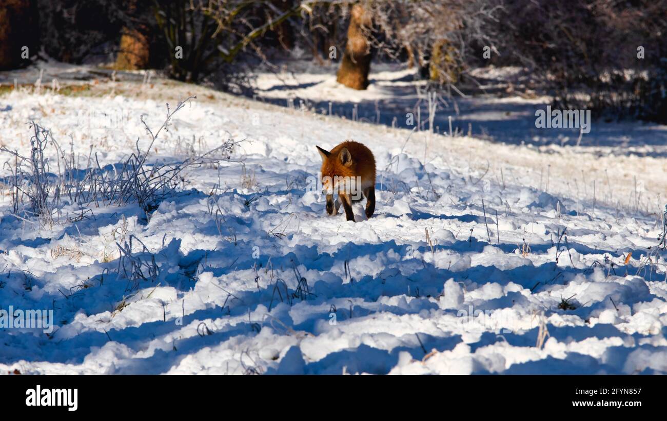 A fox in the winter forest Stock Photo - Alamy