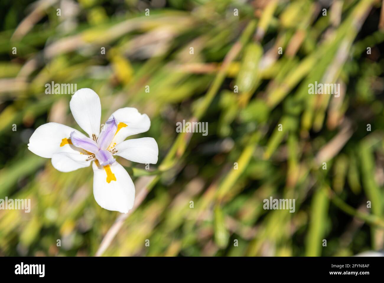 Wild iris blooming, New Zealand Stock Photo