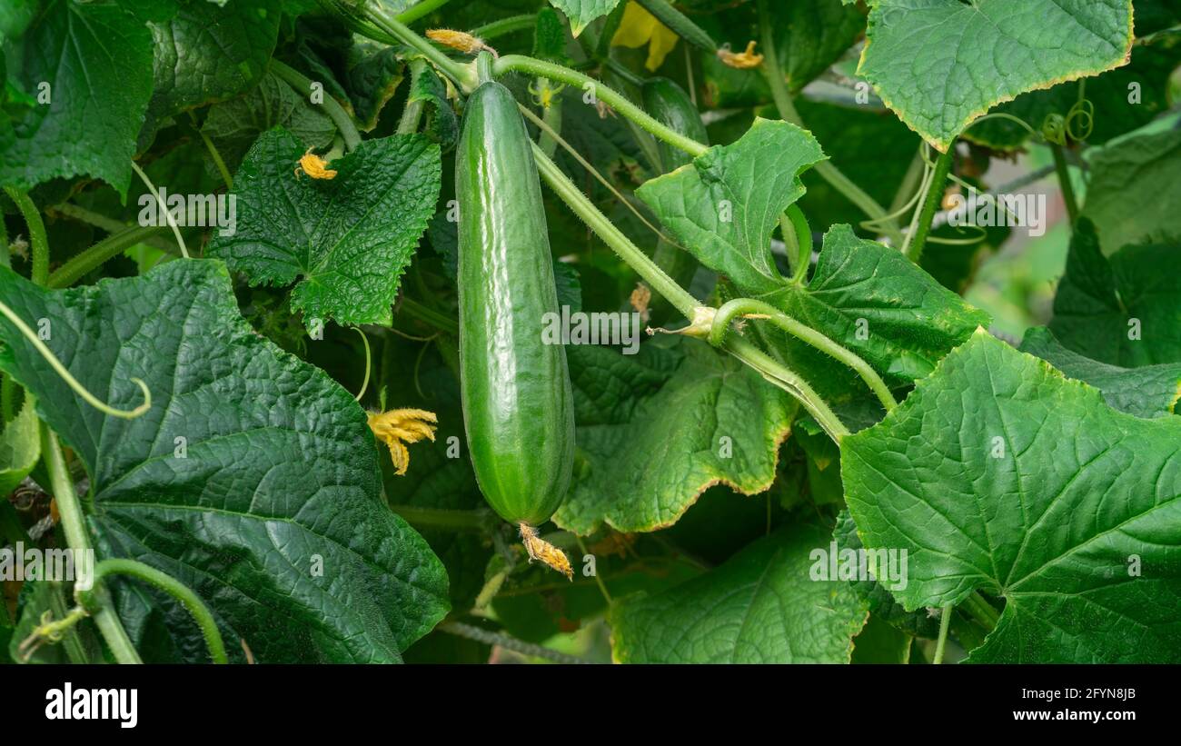 Growing cucumber green house hi-res stock photography and images - Alamy