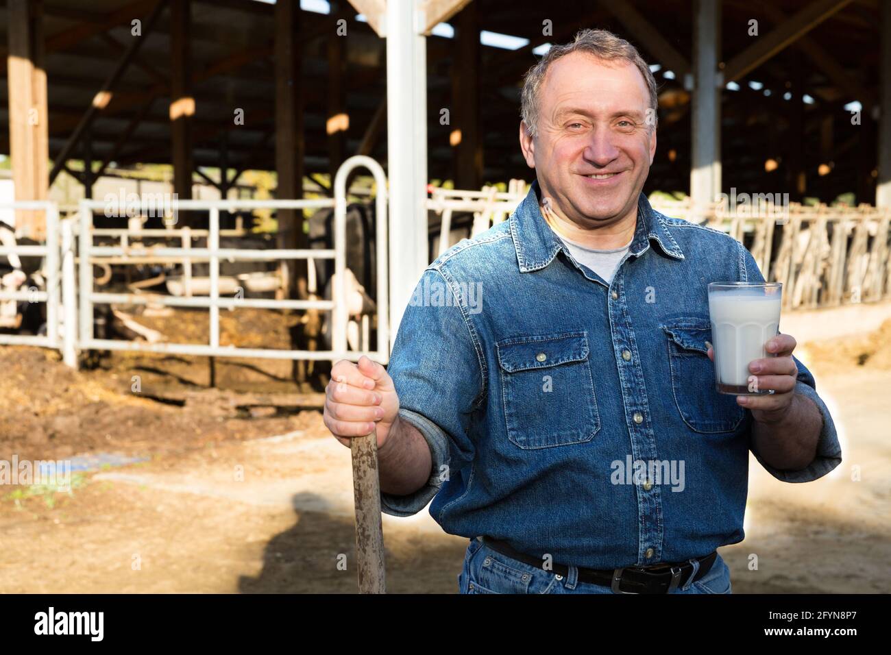 Smiling male farmer posing background of cows in stall with glass of ...