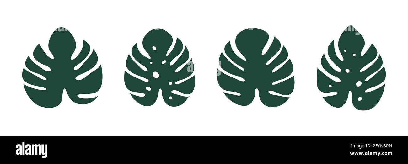 Monstera leaf vector Stock Vector Images - Alamy