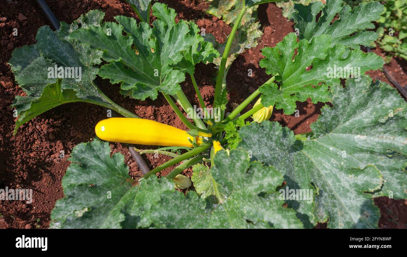 Close up top view showing  yellow Zucchini,Courgette plants with fruits growing in agricultural farm . Stock Photo