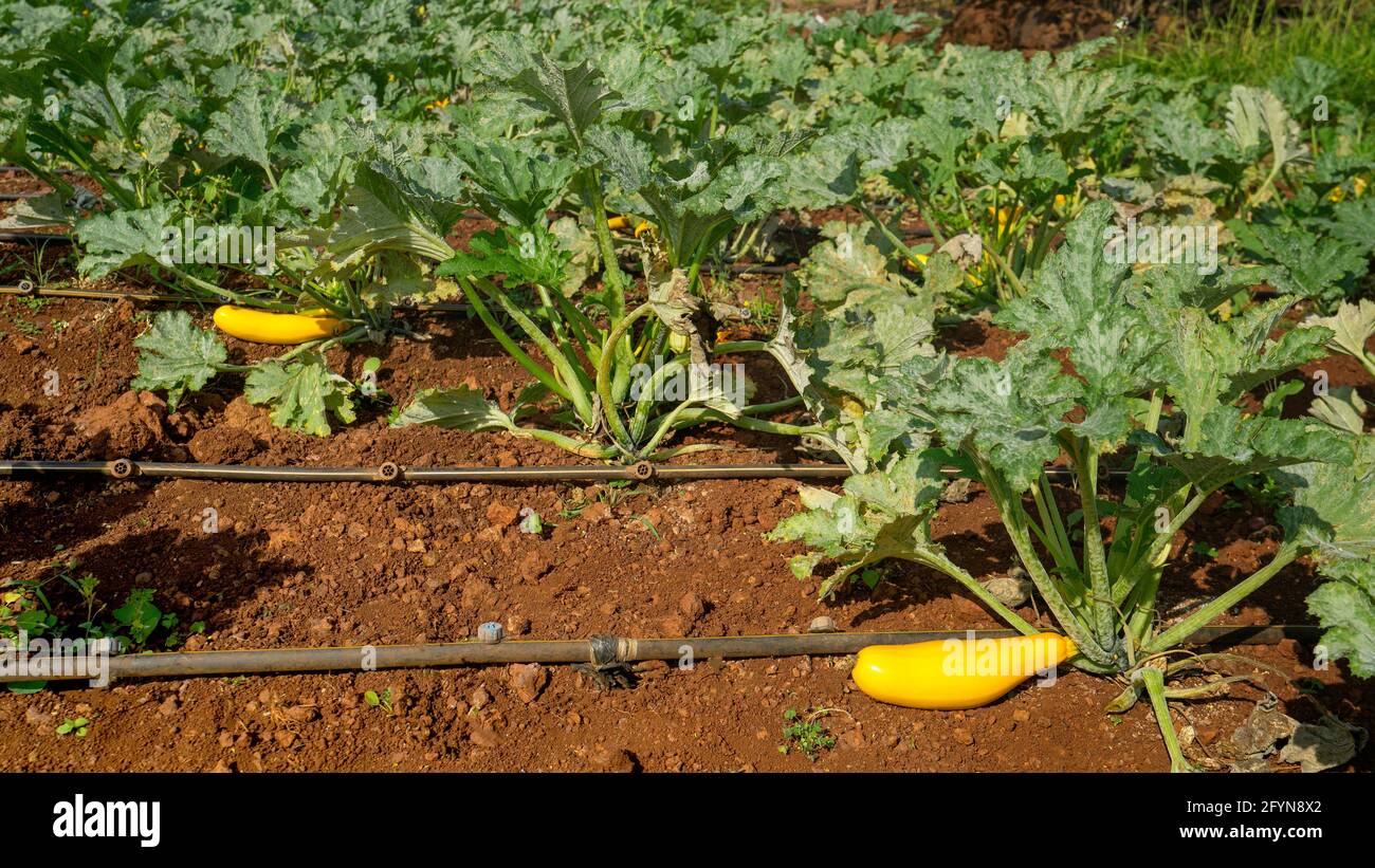 Wide angle top view showing yellow zucchini,Courgette plants with