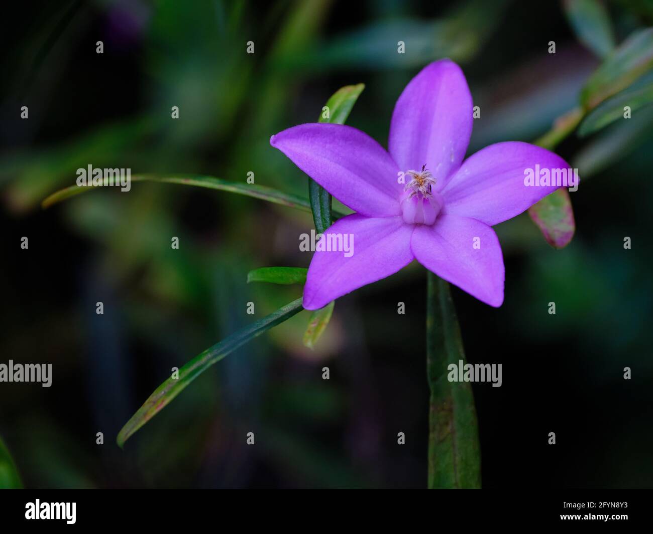 Crowea Saligna Flower Stock Photo