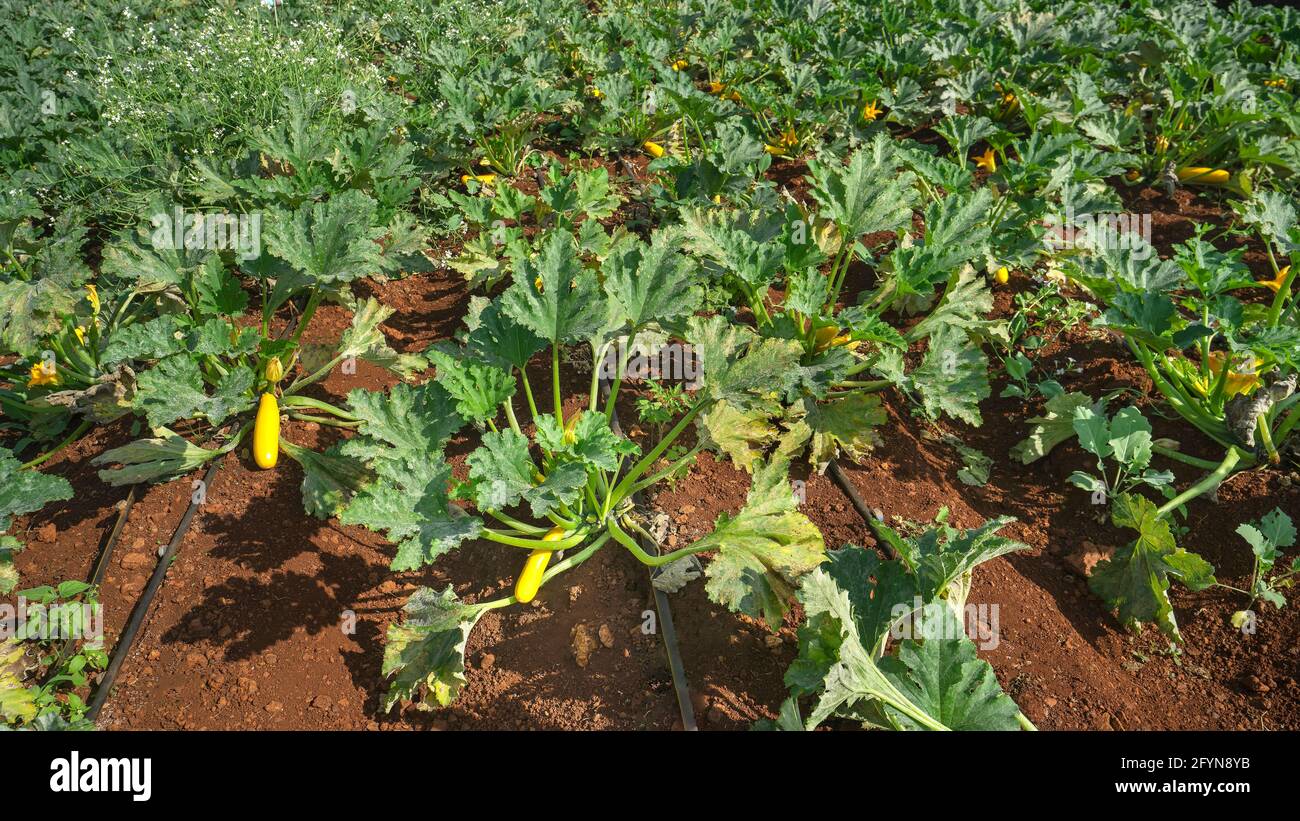 Wide angle top view showing  yellow zucchini,Courgette plants with fruits growing in agricultural farm . Stock Photo
