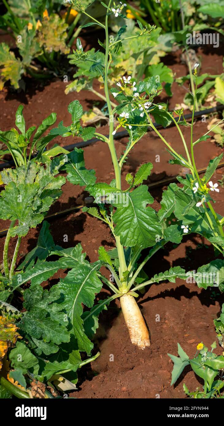 Close up of Mooli,Radish Raphanus Sativus ,vegetable plant with green  leaves and flowers  growing in agricultural farm . Stock Photo