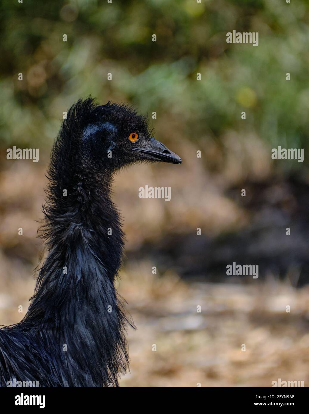 Emu Portrait Stock Photo