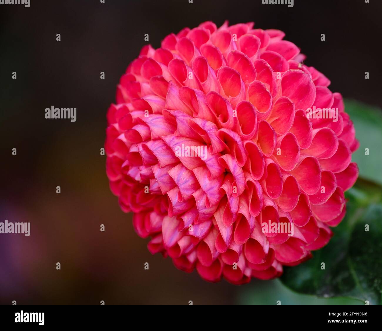 Ball Dahlia In Red Stock Photo