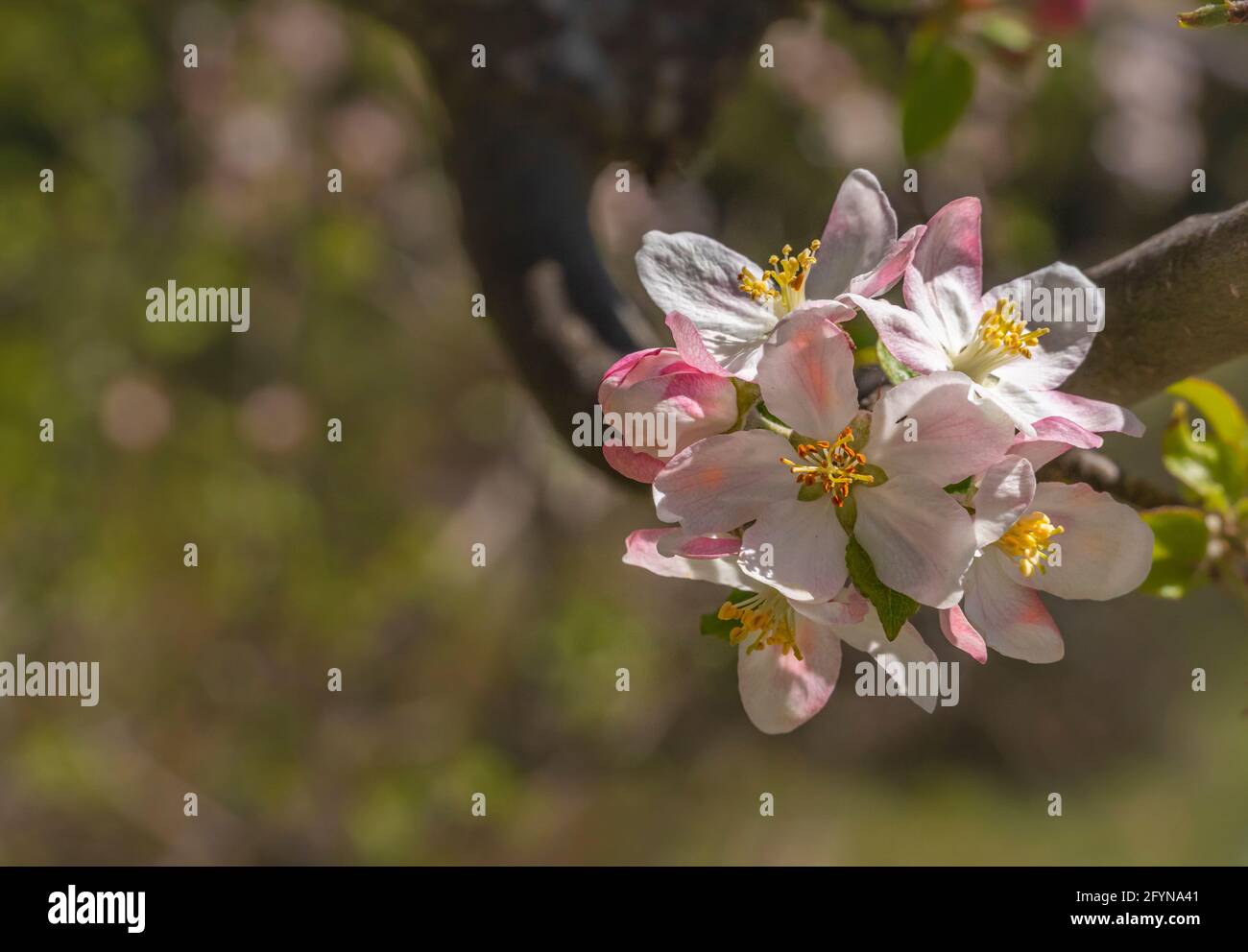 Detail of the flowering wild apple tree, Malus sylvestris, with white flowers with a pink tint. Abruzzo, Italy, Europe Stock Photo