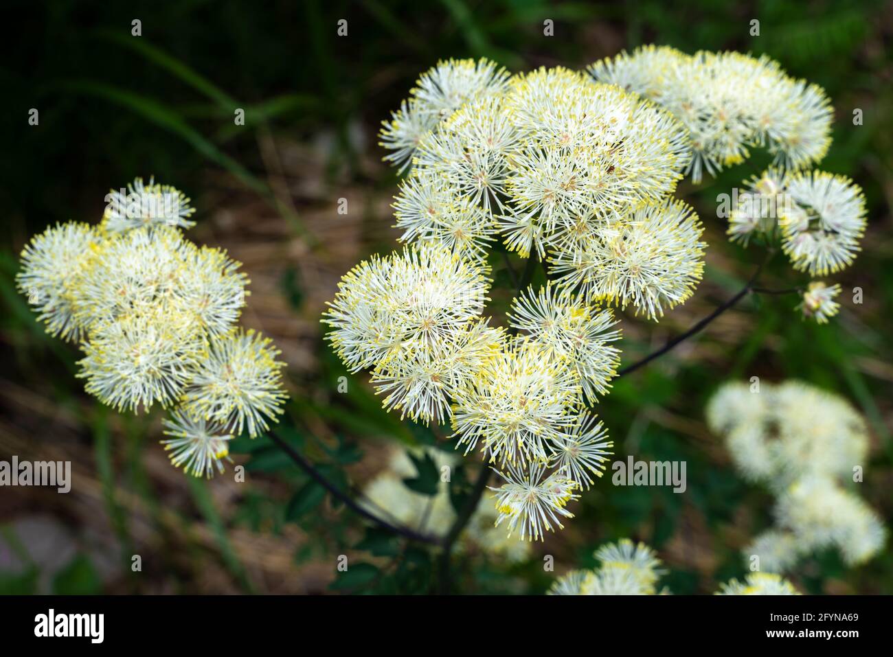 Columbine Meadow-rue or French meadow-rue bush, Thalictrum aquilegiifolium L., in flower. Abruzzo, Italy, europe Stock Photo
