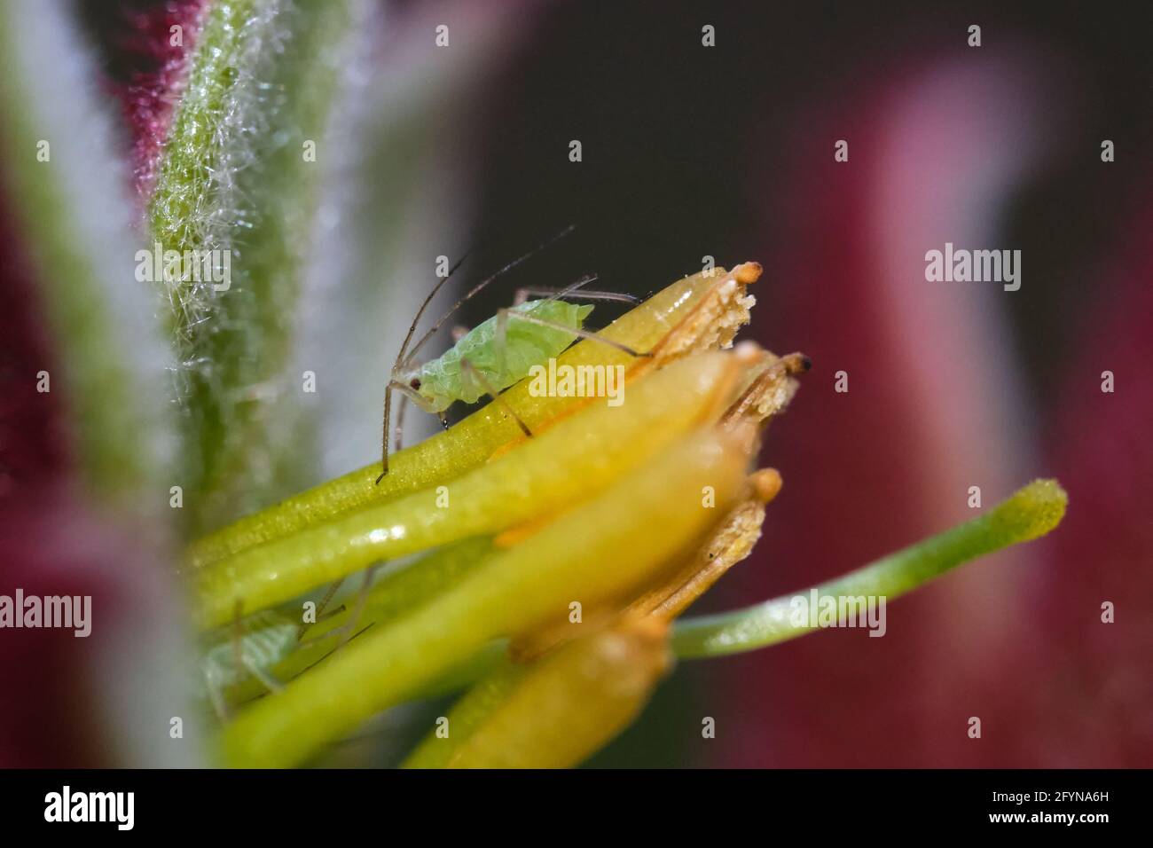 Kangaroo Paw and Friend Stock Photo