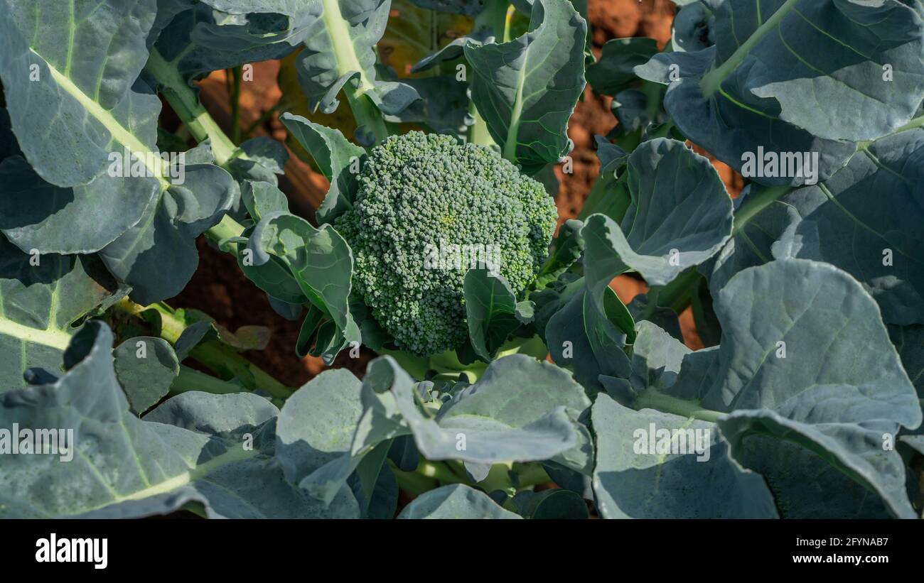 Close up top view showing Broccoli, Brassica Oleracea,wild  cabbage plant  with green leaves growing in agriculture farm Stock Photo