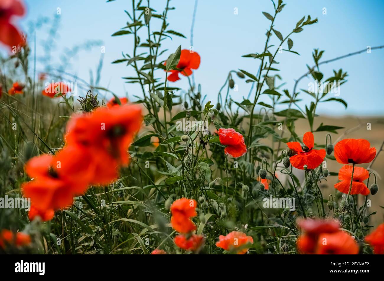 Wild red poppies growing in green field on a steppe hill in Crimea ...