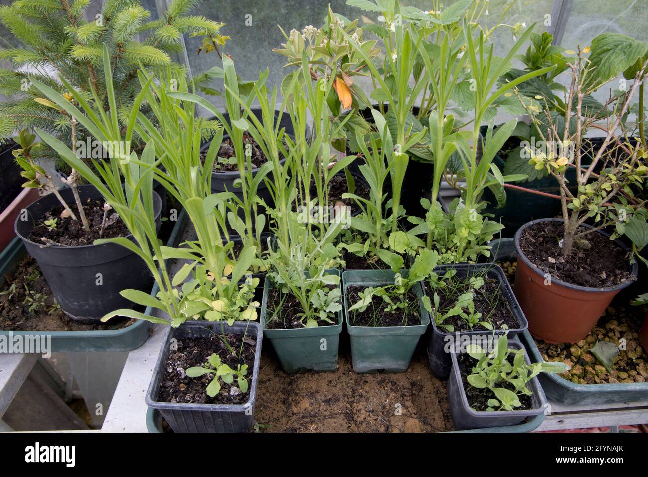 Growing wildflowers in pots hires stock photography and images Alamy