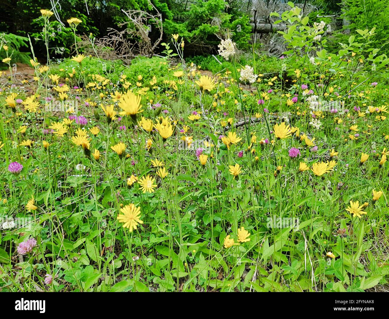 Flower field with green grass and dense trees in hills Stock Photo